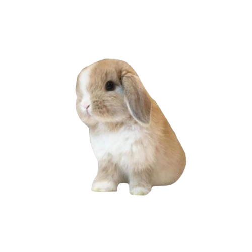 animal (click to change)